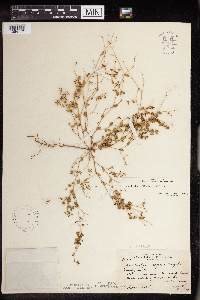 Euphorbia geyeri image
