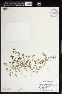 Euphorbia geyeri image