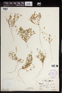 Euphorbia geyeri image
