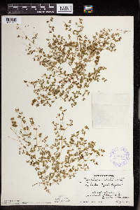 Euphorbia geyeri image