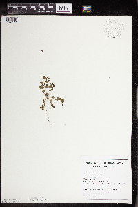 Euphorbia geyeri image