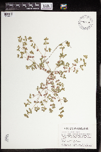 Euphorbia geyeri image