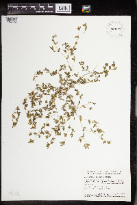 Euphorbia geyeri image