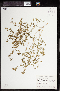 Euphorbia geyeri image