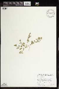 Euphorbia geyeri image