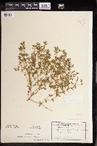 Euphorbia glyptosperma image