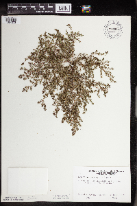 Euphorbia glyptosperma image