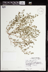Euphorbia glyptosperma image
