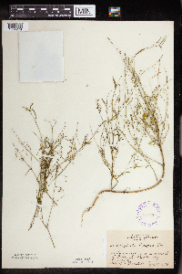 Euphorbia hexagona image