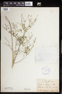Euphorbia hexagona image