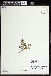 Portulaca oleracea image