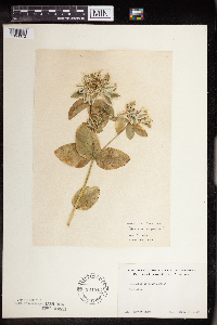 Euphorbia marginata image