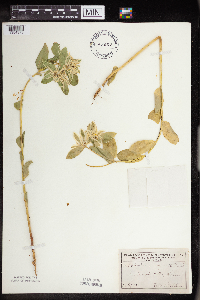 Euphorbia marginata image