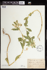 Euphorbia marginata image