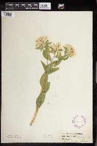Euphorbia marginata image