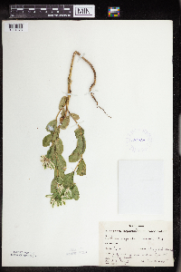 Euphorbia marginata image