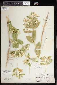 Euphorbia marginata image