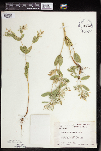 Euphorbia marginata image