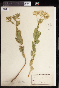Euphorbia marginata image