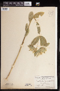 Euphorbia marginata image