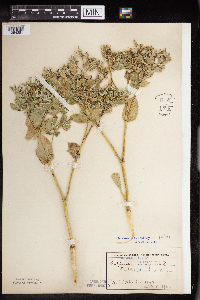 Euphorbia marginata image