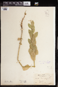 Euphorbia marginata image