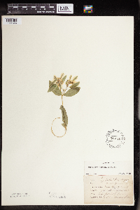 Euphorbia marginata image