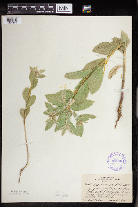 Euphorbia marginata image