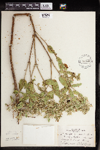 Euphorbia marginata image