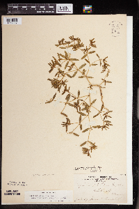 Euphorbia missurica image