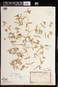 Euphorbia missurica image