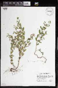 Euphorbia nutans image