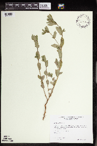 Euphorbia nutans image