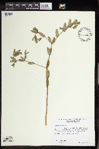 Euphorbia nutans image