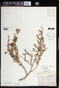 Euphorbia nutans image