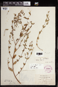 Euphorbia nutans image