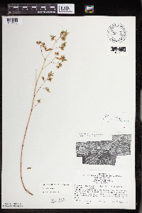 Euphorbia nutans image