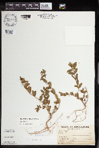 Euphorbia nutans image