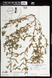 Euphorbia nutans image