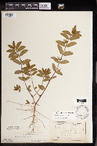 Euphorbia nutans image