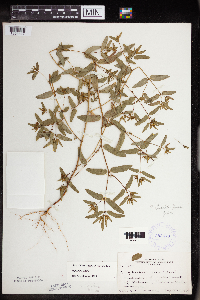 Euphorbia nutans image