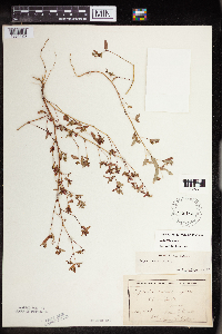 Euphorbia nutans image