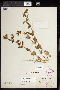 Euphorbia nutans image