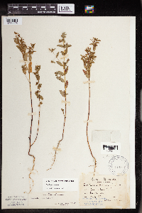Euphorbia nutans image