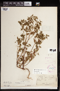 Euphorbia nutans image