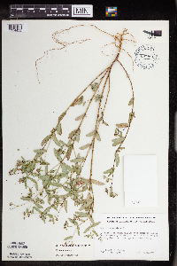 Euphorbia nutans image