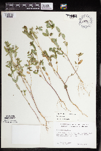 Euphorbia nutans image