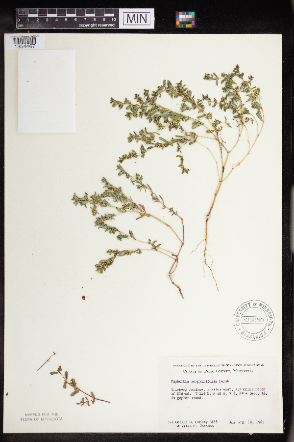 Euphorbia serpillifolia subsp. serpillifolia image