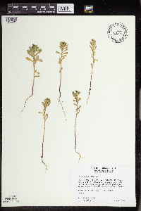 Euphorbia spathulata image