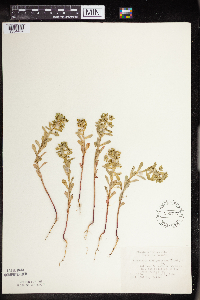 Euphorbia spathulata image